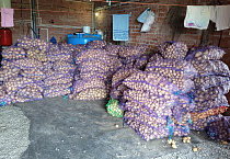 В «Андреевской слободе» завершена уборка картофеля
