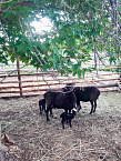 В Зауралье на фермерском подворье «Андреевская слобода»  увеличивается овечье стадо