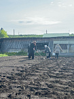 Зауральские прихожане высадили картофель на храмовом огороде